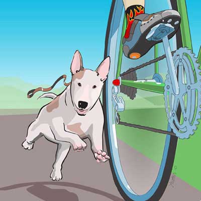 Cyclist pursued by runaway English terrier.